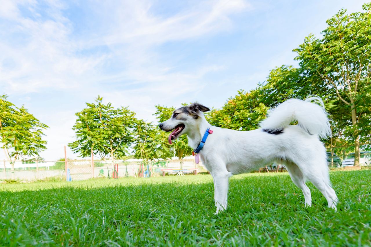 芝生にいる毛が白色の犬