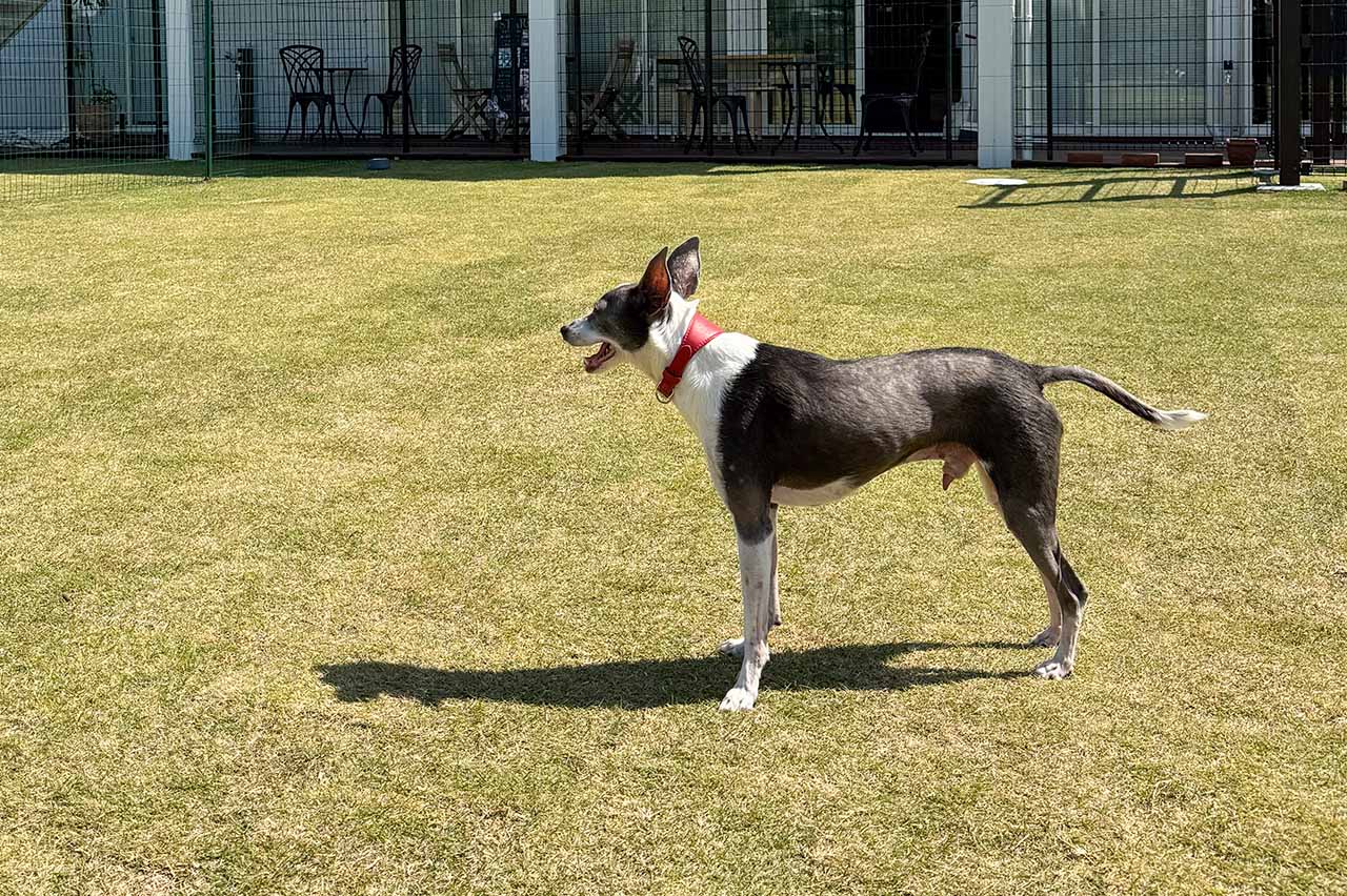 芝生にいる毛がグレーと白の犬