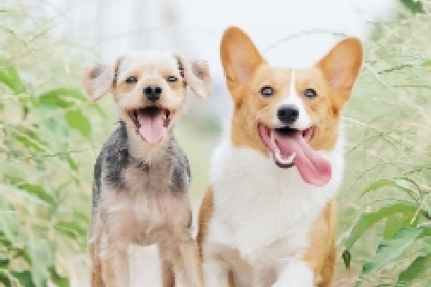 2頭の笑顔の子犬たち