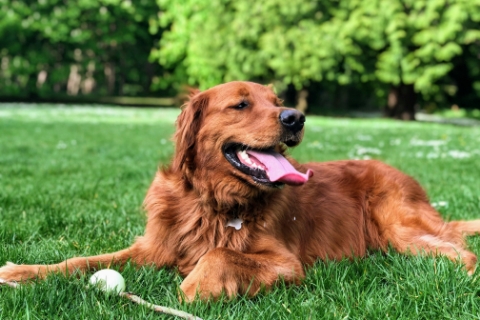 芝生にいる毛が茶色の大きな犬