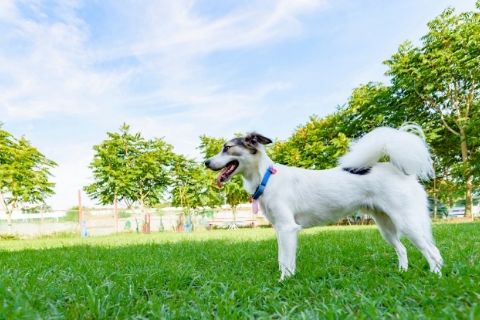 芝生にいる毛が白色の犬