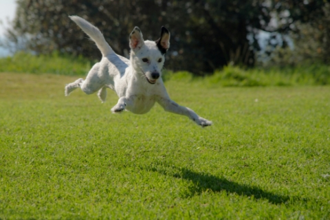 芝生で飛び跳ねる犬