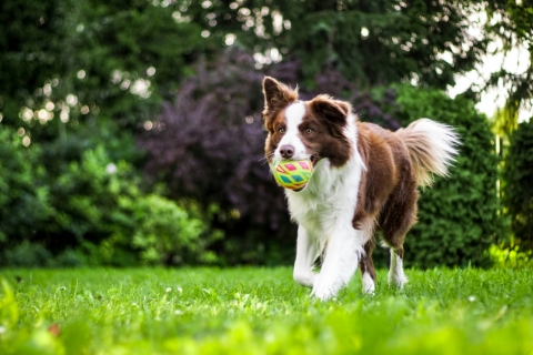 芝生の上でおもちゃで遊ぶ犬