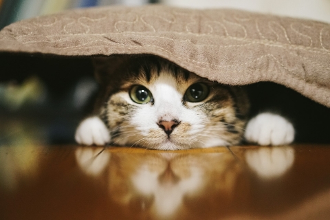 カーペットの下に潜り込み見つめる猫