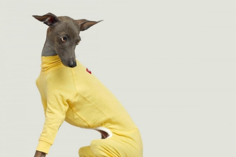 黄色い服を着た犬