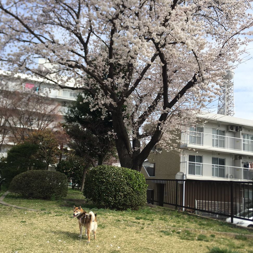 
桜の木とうたちゃん