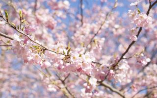 錦町公園の桜の写真