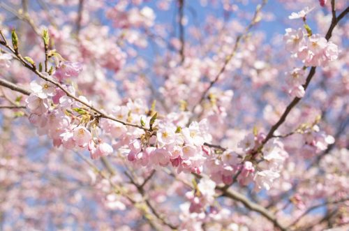 錦町公園の桜の写真
