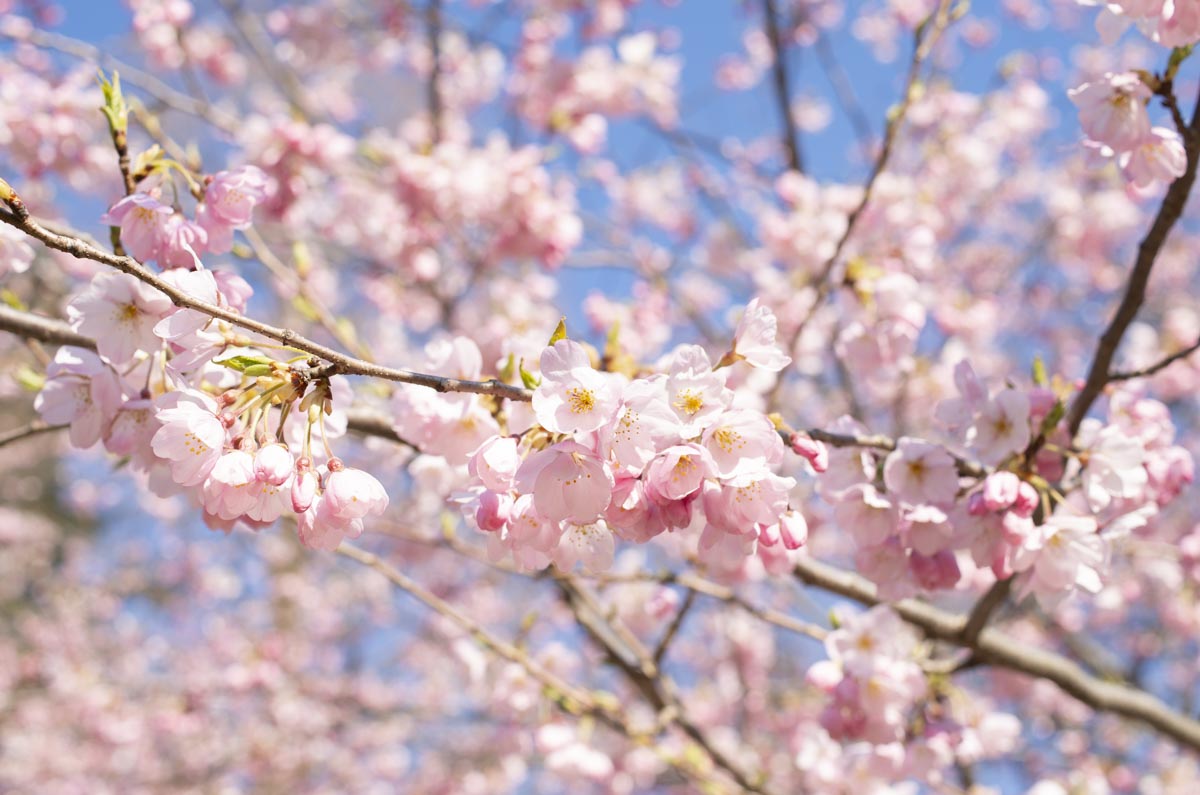錦町公園の桜の写真（アップ）