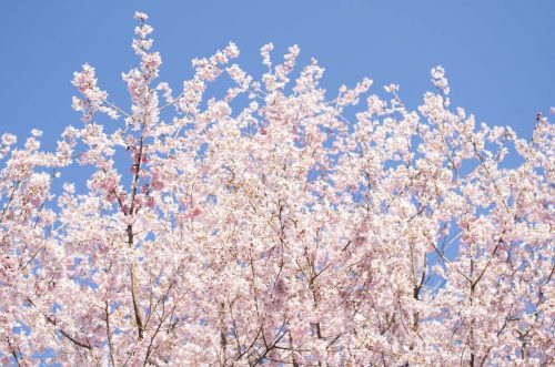 青空を背景にした錦町公園の桜の写真