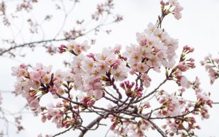 西公園の桜の写真