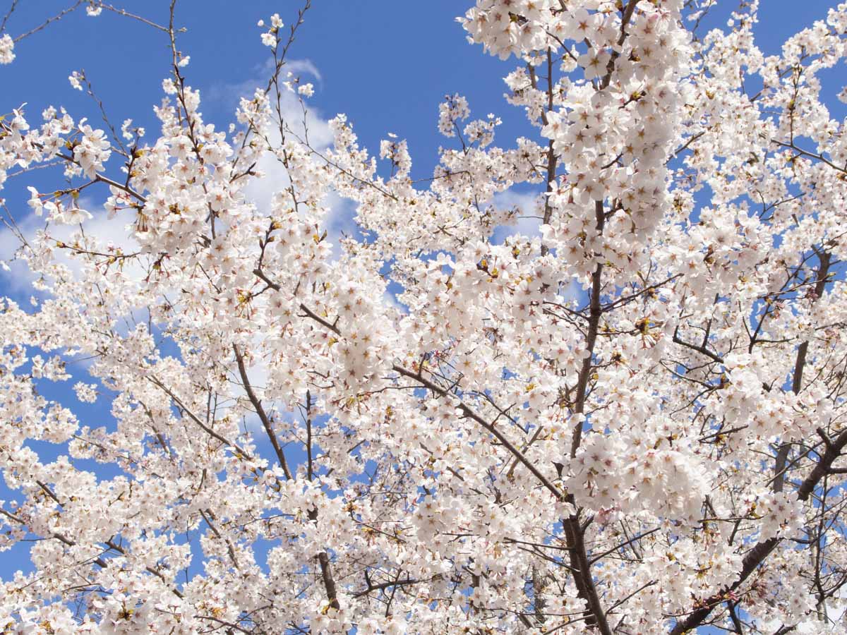 西公園の満開の桜の写真