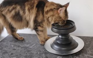 チェス駒フードボウルから餌を食べる猫の写真
