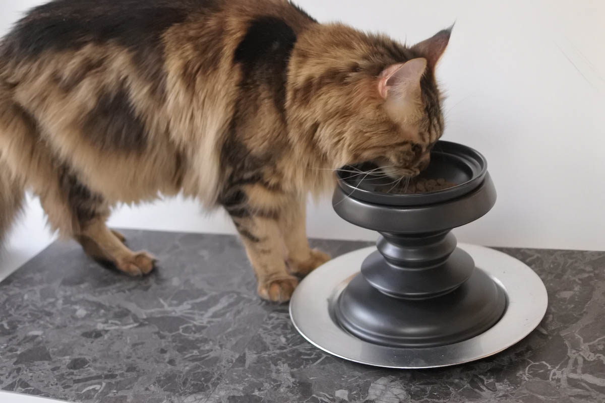 チェス駒フードボウルから餌を食べる猫の写真
