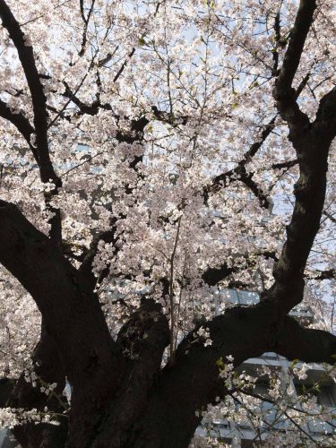 東北大学片平キャンパスの桜の写真
