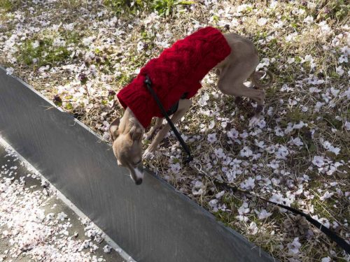 セーターを着ている犬のステラの写真