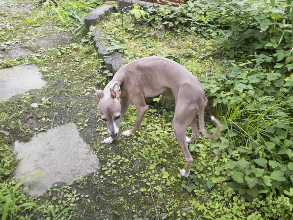 実家の庭を散策する犬のステラの写真