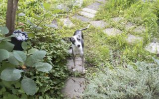 実家の庭の木陰で佇む犬のアスターの写真