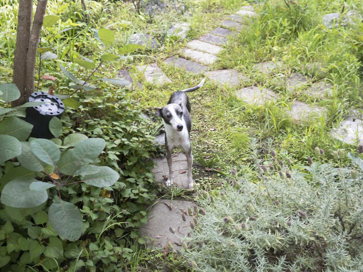 実家の庭の木陰で佇む犬のアスターの写真