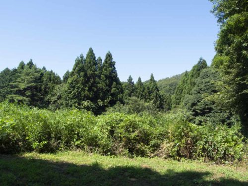 柴田町大字葉坂雷の山林の風景写真