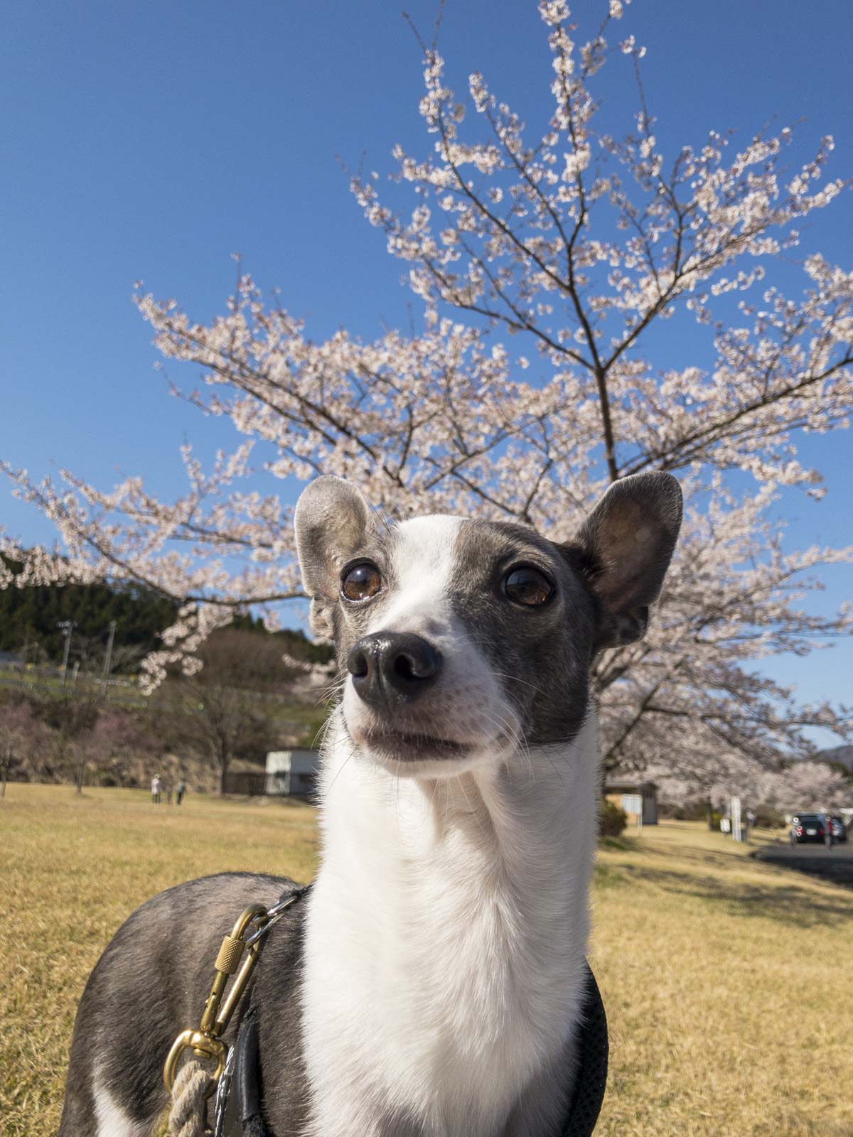 満開の桜の木を背景にした犬のアスターの写真