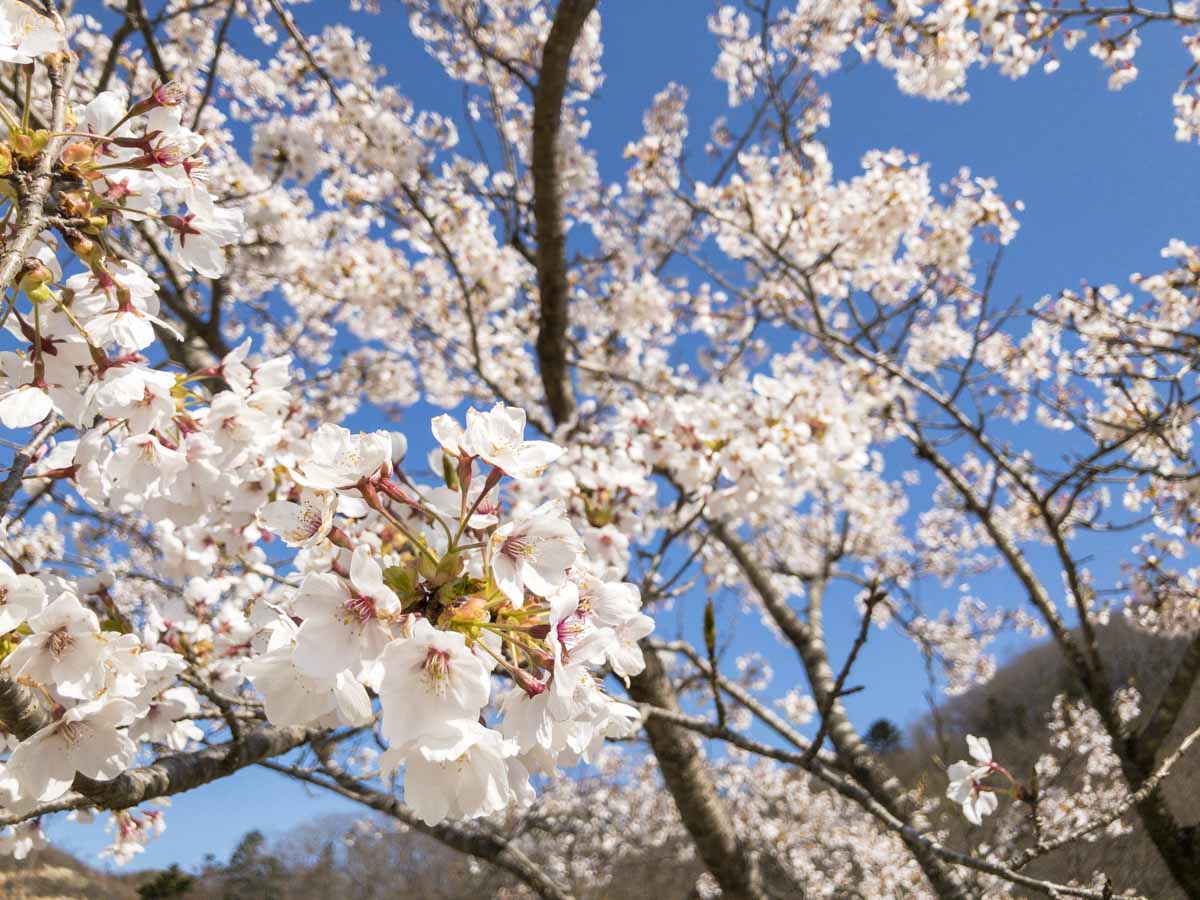 枝に咲き誇った桜の花びらの写真