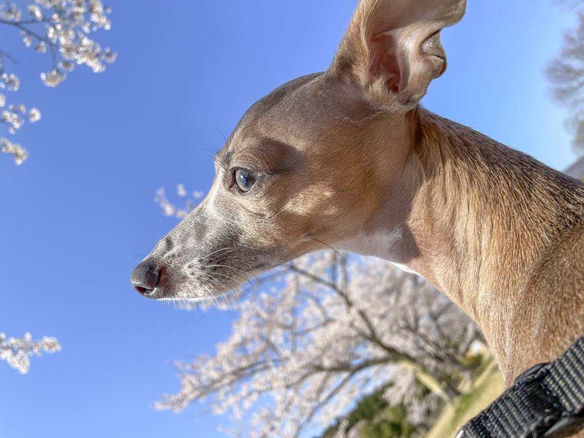 満開の桜の木を背景にした犬のステラの写真