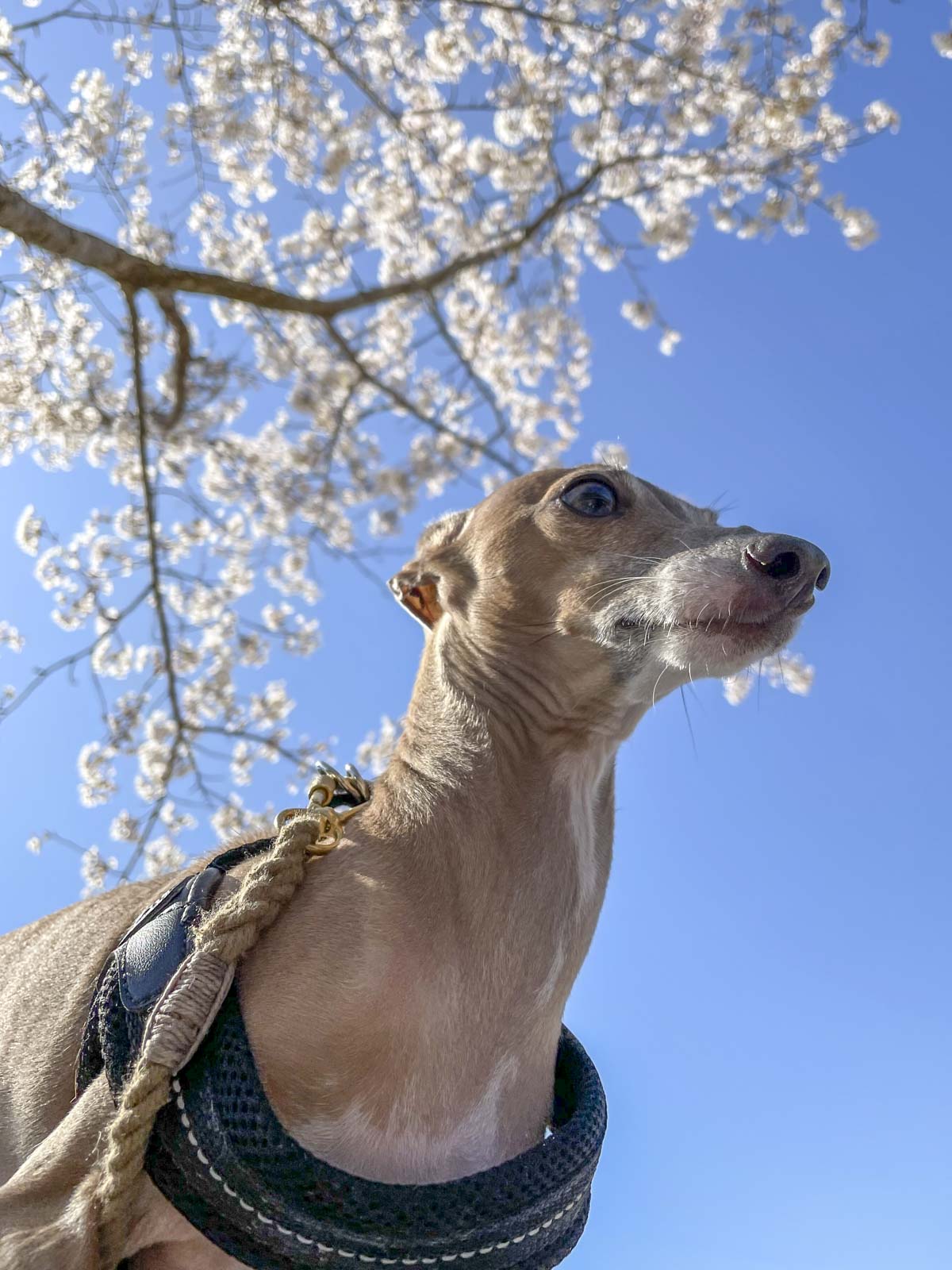 満開の桜の枝を背景にした犬のステラの写真