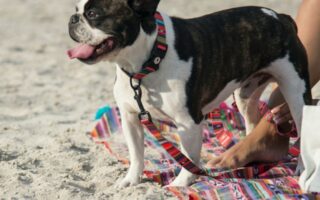 ウルフギャングの首輪とリードを身につけビーチに佇む犬の写真