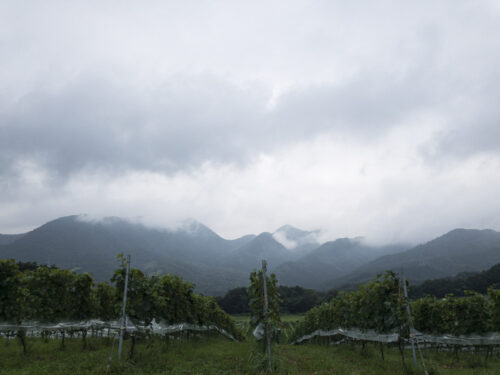 了美 Vineyard and Wineryからの山並の眺めの写真