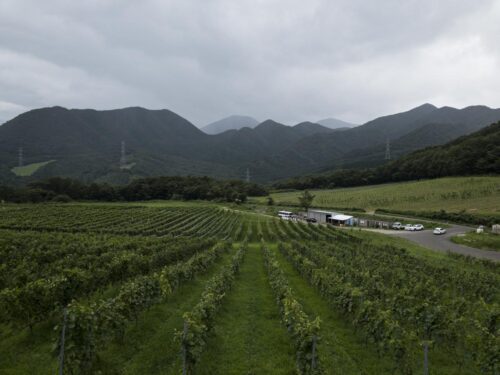 了美 Vineyard and Wineryのブドウ畑の写真