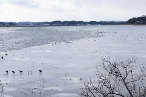 水面の半分が氷に覆われた伊豆沼の全景の写真