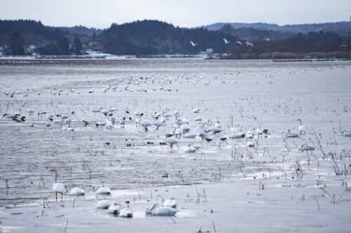 水と氷の境になっている伊豆沼の中央付近に集まる渡り鳥の群れの写真