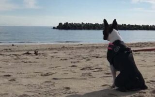 砂浜から海を見つめる犬（ボストンテリア）の写真