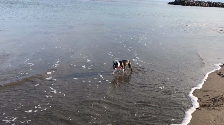 波打ち際の海水の中を歩く犬（ボストンテリア）の写真