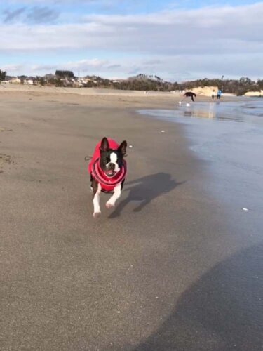 砂浜を走る犬（ボストンテリア）の写真