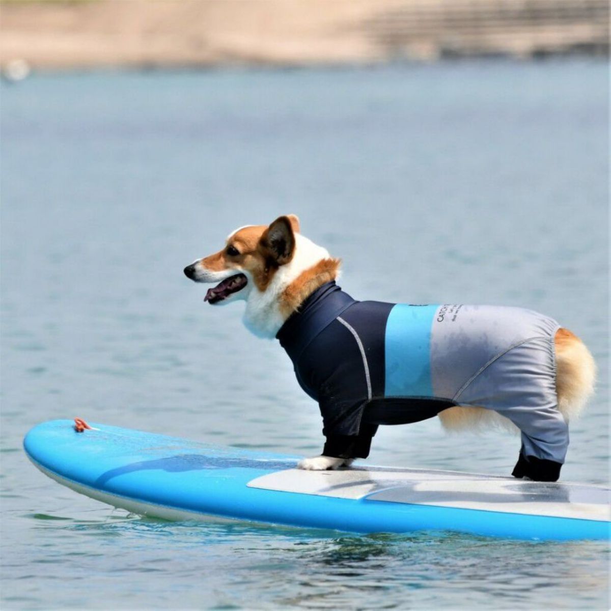 GEWALKのプロテクト ストレッチ ロンパースを着用する犬の画像