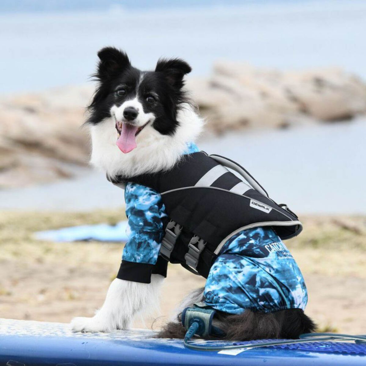 ウェーブライダー ライフベストを着用した犬の写真