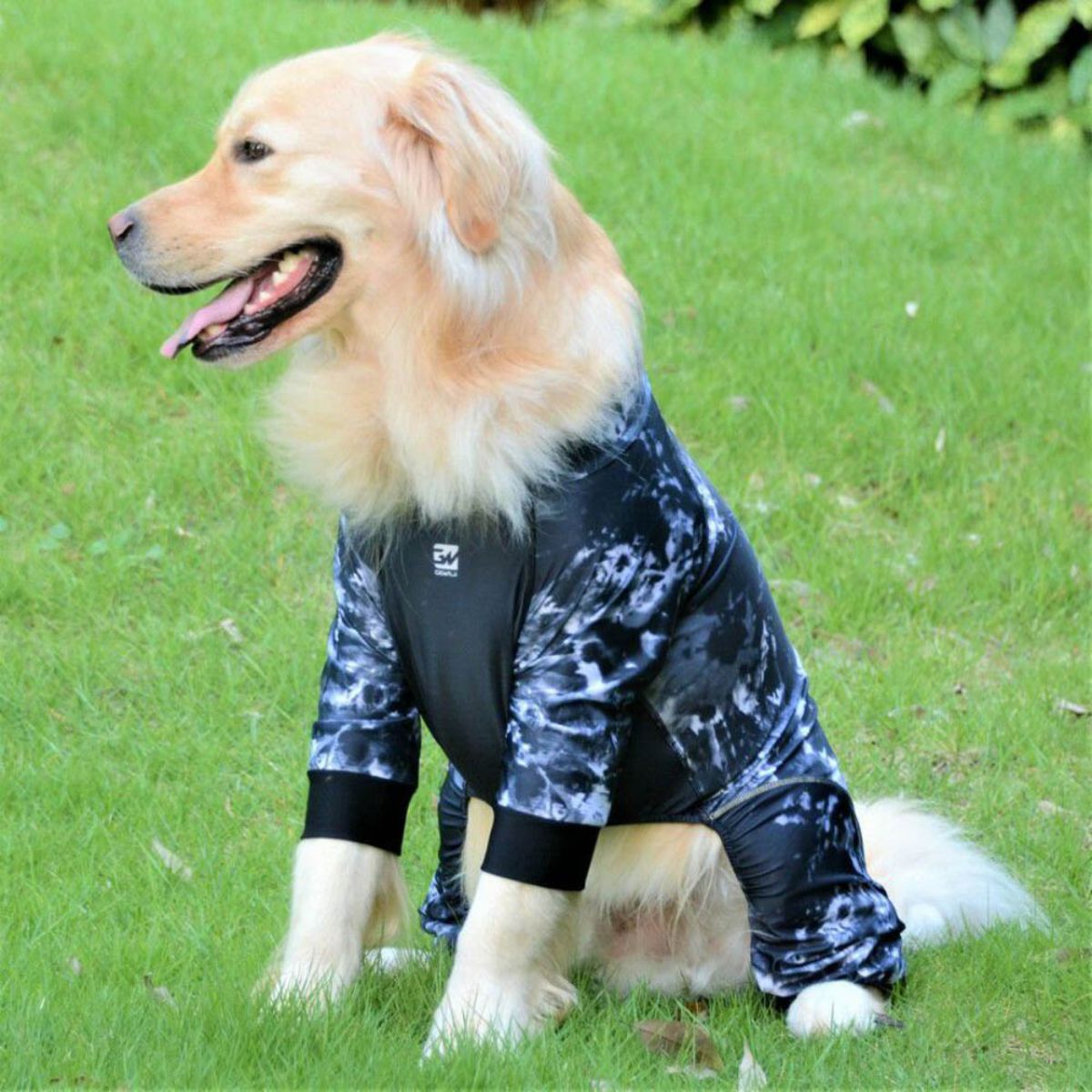 プロテクト ストレッチ ロンパースを着用した犬の写真