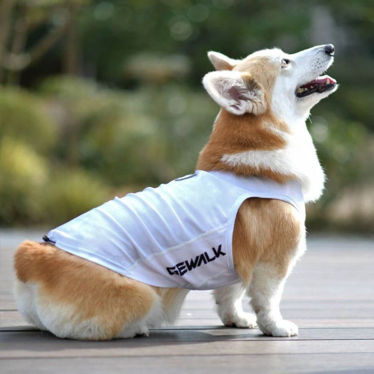 アクティブ サンシェード タンクトップを着用した犬の写真