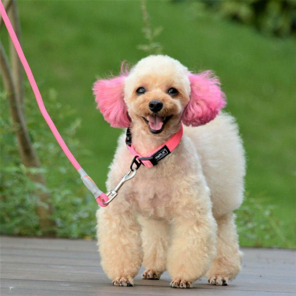 カラーズ オブ ネイチャーシリーズの首輪とリードを着用した犬の写真