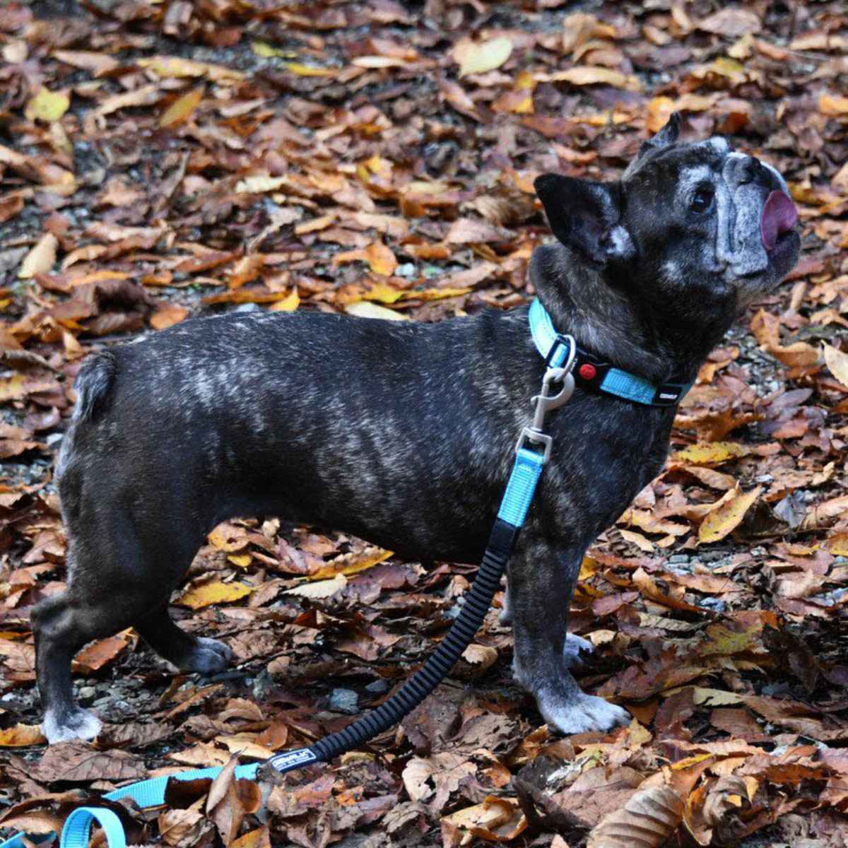 ストレッチフリー 120 フレキシブルリーシュを着用した犬の写真