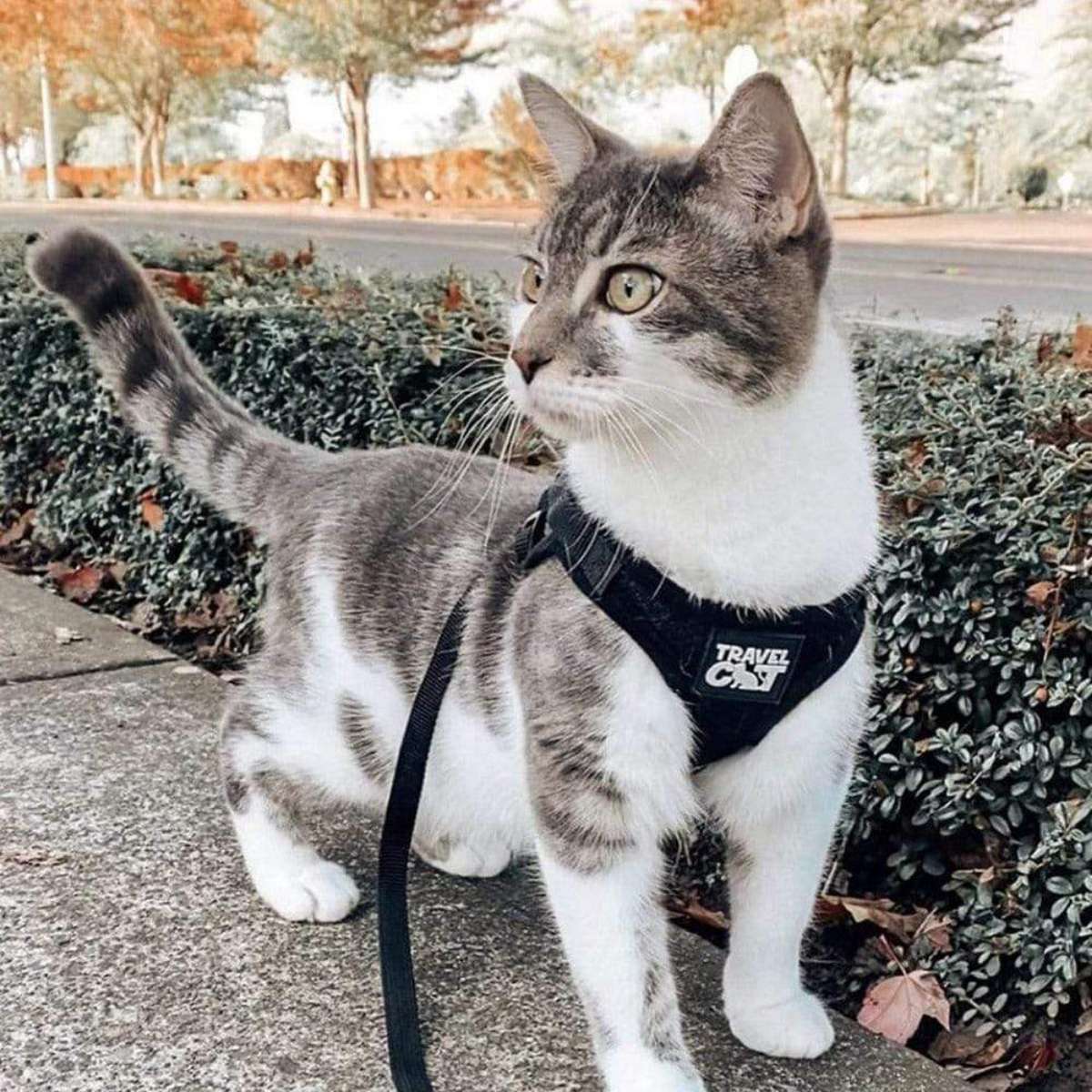 「Travel CAT」の猫用ハーネス・リードの写真