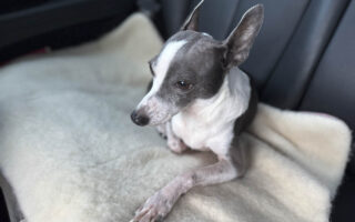 車の後席でウールのクッションの上に座る犬のアスターの写真
