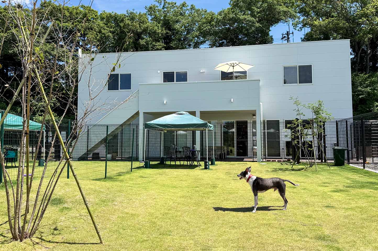 STARRY PARK 泉ヶ岳の犬のいる黄緑色の芝のドッグランと白い2階建ての建物の写真