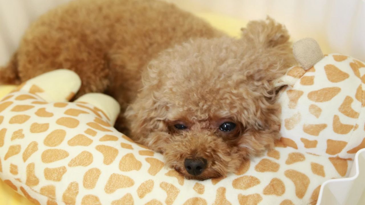 寝転ぶ茶色のトイプードル