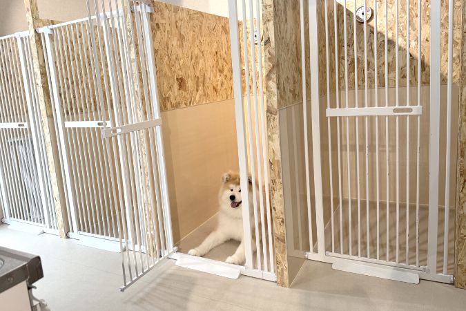 ケージに入っているわんちゃん