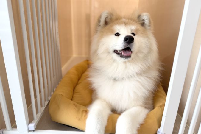 ケージに入っているわんちゃん