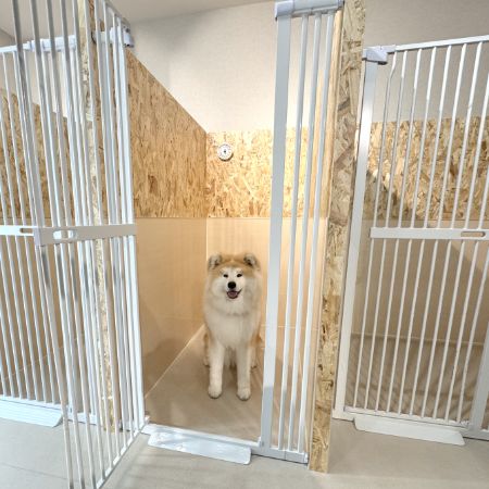 ペットホテルのゲージに入るわんちゃん